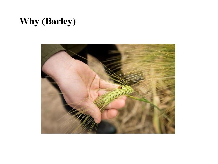 Why (Barley) 