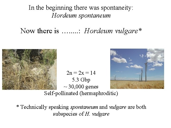 In the beginning there was spontaneity: Hordeum spontaneum Now there is …. . .