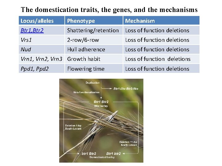 The domestication traits, the genes, and the mechanisms Locus/alleles Phenotype Mechanism Btr 1, Btr