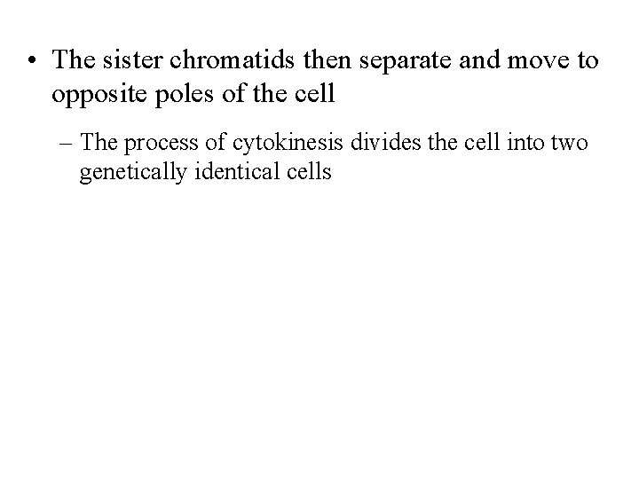  • The sister chromatids then separate and move to opposite poles of the