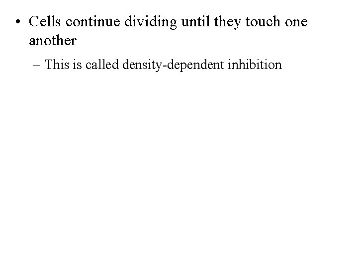  • Cells continue dividing until they touch one another – This is called