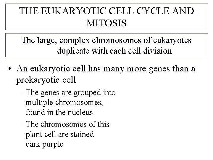 THE EUKARYOTIC CELL CYCLE AND MITOSIS The large, complex chromosomes of eukaryotes duplicate with