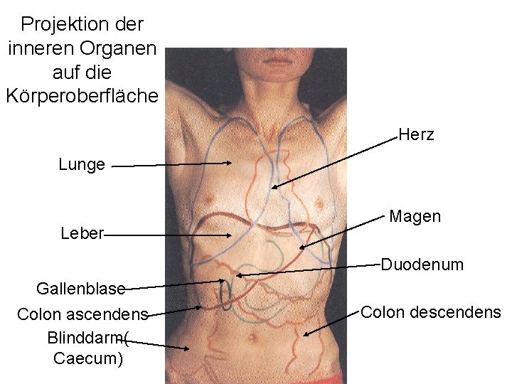Projektion der inneren Organen auf die Körperoberfläche Herz Lunge Leber Magen Duodenum Gallenblase Colon