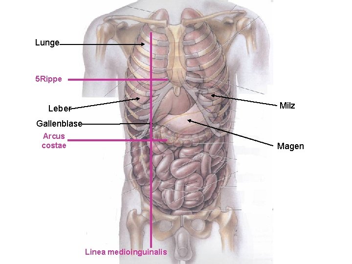 Lunge 5 Rippe Milz Leber Gallenblase Arcus costae Magen Linea medioinguinalis 