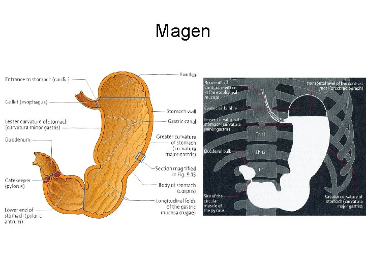 Magen 