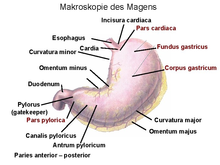 Makroskopie des Magens Incisura cardiaca Pars cardiaca Esophagus Curvatura minor Cardia Omentum minus Fundus