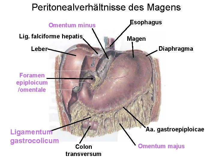 Peritonealverhältnisse des Magens Omentum minus Lig. falciforme hepatis Esophagus Magen Diaphragma Leber Foramen epiploicum