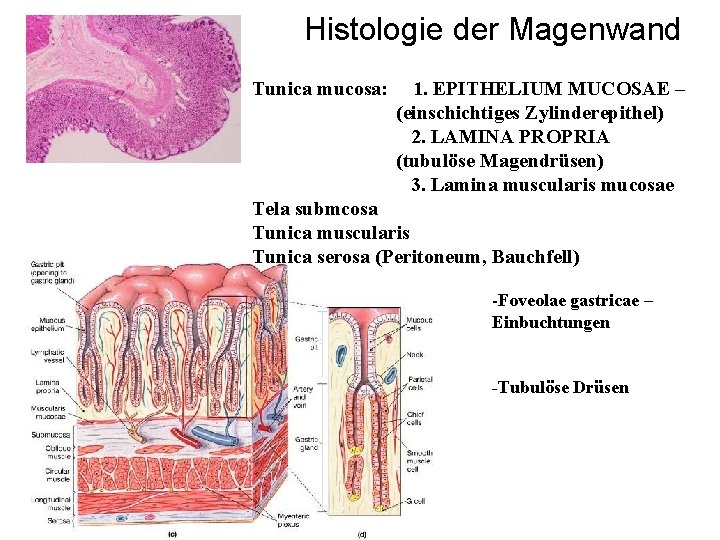 Histologie der Magenwand Tunica mucosa: 1. EPITHELIUM MUCOSAE – (einschichtiges Zylinderepithel) 2. LAMINA PROPRIA