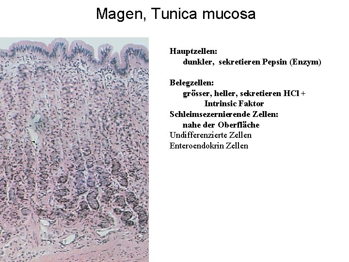 Magen, Tunica mucosa Hauptzellen: dunkler, sekretieren Pepsin (Enzym) Belegzellen: grösser, heller, sekretieren HCl +