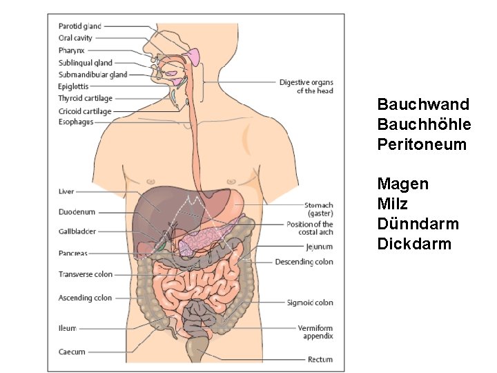 Bauchwand Bauchhöhle Peritoneum Magen Milz Dünndarm Dickdarm 