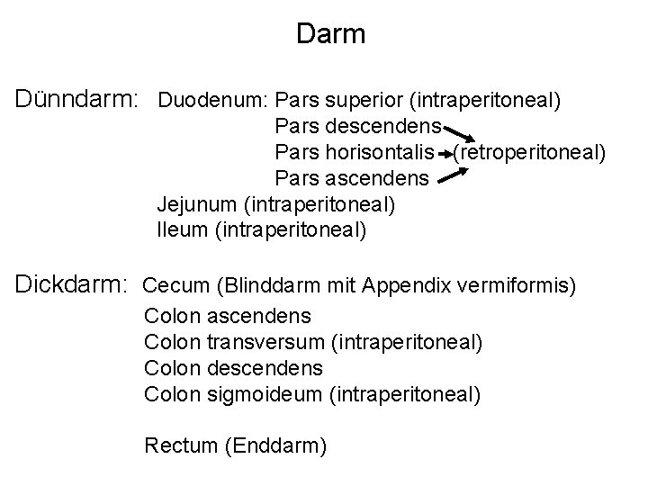 Darm Dünndarm: Duodenum: Pars superior (intraperitoneal) Pars descendens Pars horisontalis (retroperitoneal) Pars ascendens Jejunum