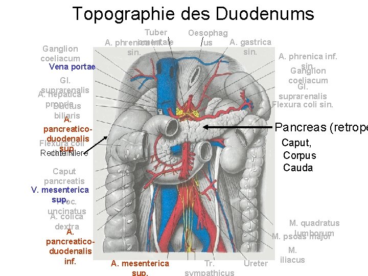 Topographie des Duodenums Ganglion coeliacum Vena portae Tuber omentale A. phrenica inf. sin. Oesophag