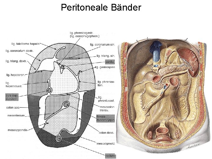 Peritoneale Bänder 