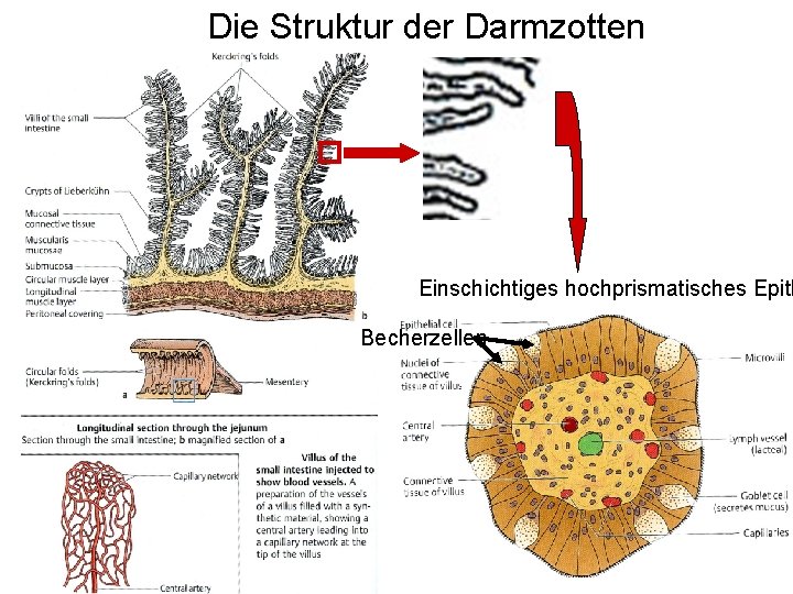 Die Struktur der Darmzotten Einschichtiges hochprismatisches Epith Becherzellen 