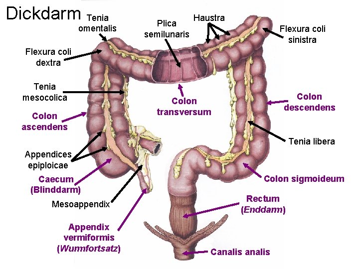 Dickdarm Tenia omentalis Plica semilunaris Haustra Flexura coli sinistra Flexura coli dextra Tenia mesocolica