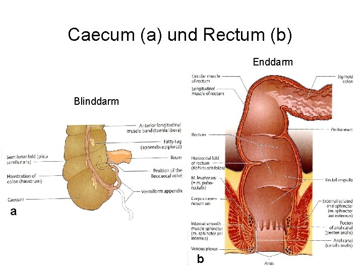 Caecum (a) und Rectum (b) Enddarm Blinddarm a b 