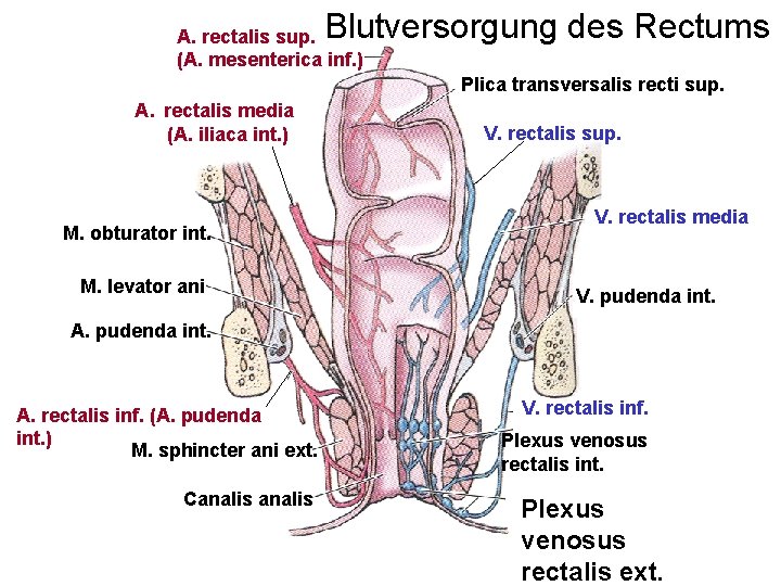Blutversorgung des Rectums A. rectalis sup. (A. mesenterica inf. ) Plica transversalis recti sup.