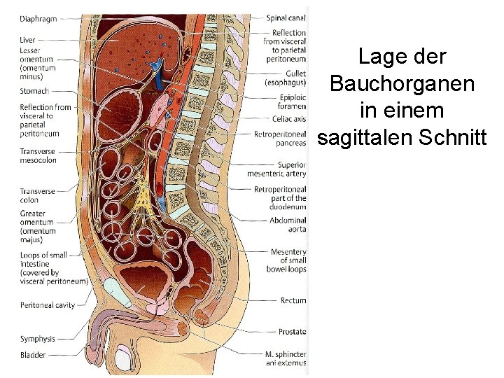 Lage der Bauchorganen in einem sagittalen Schnitt 