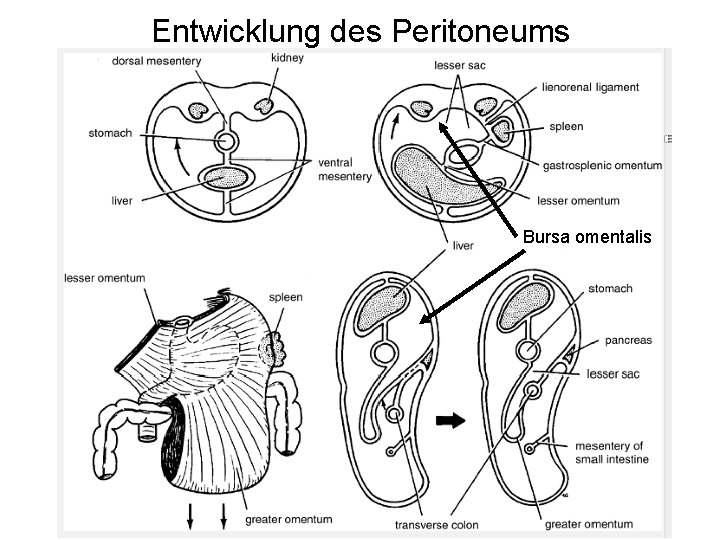 Entwicklung des Peritoneums Bursa omentalis 