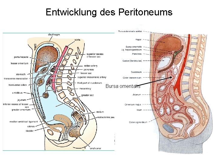 Entwicklung des Peritoneums Bursa omentalis 