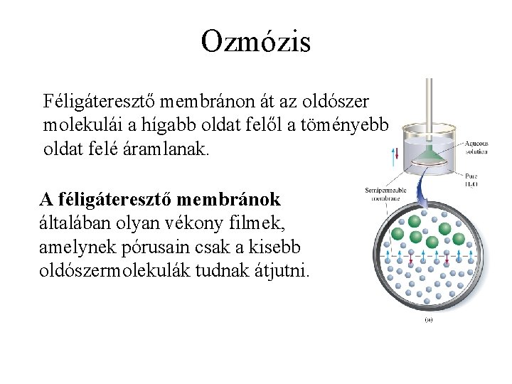 Ozmózis Féligáteresztő membránon át az oldószer molekulái a hígabb oldat felől a töményebb oldat