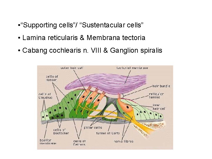  • “Supporting cells”/ “Sustentacular cells” • Lamina reticularis & Membrana tectoria • Cabang