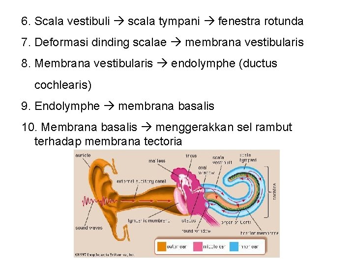 6. Scala vestibuli scala tympani fenestra rotunda 7. Deformasi dinding scalae membrana vestibularis 8.