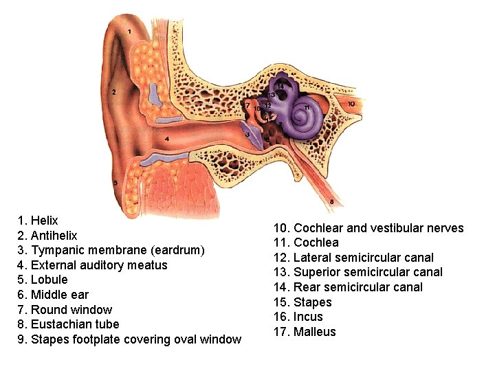 1. Helix 2. Antihelix 3. Tympanic membrane (eardrum) 4. External auditory meatus 5. Lobule