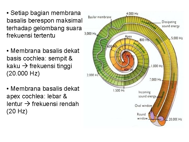  • Setiap bagian membrana basalis berespon maksimal terhadap gelombang suara frekuensi tertentu •
