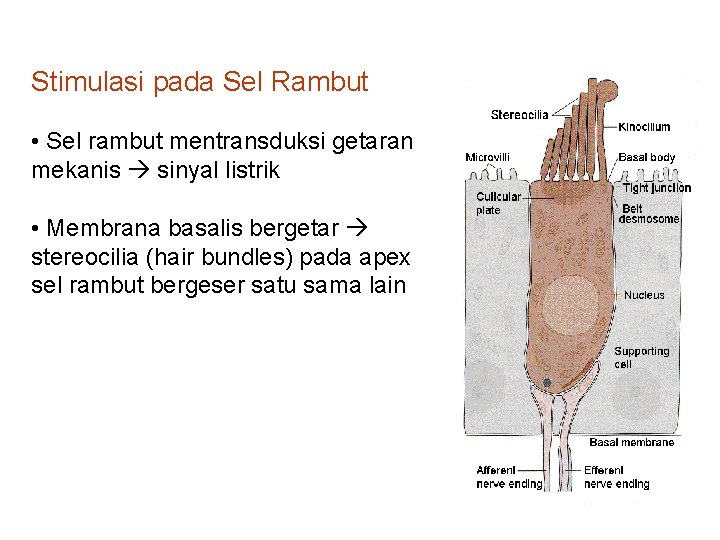 Stimulasi pada Sel Rambut • Sel rambut mentransduksi getaran mekanis sinyal listrik • Membrana