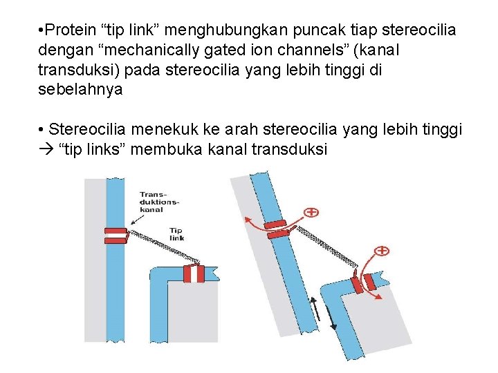  • Protein “tip link” menghubungkan puncak tiap stereocilia dengan “mechanically gated ion channels”