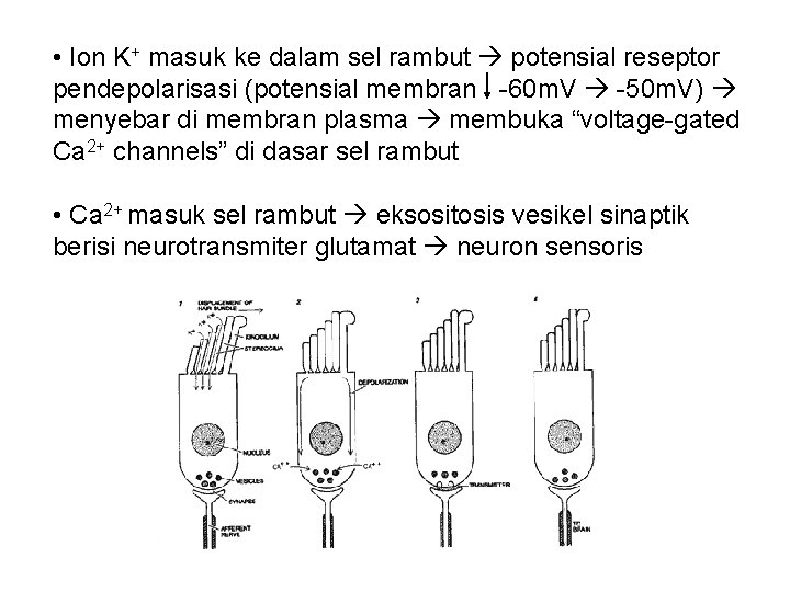  • Ion K+ masuk ke dalam sel rambut potensial reseptor pendepolarisasi (potensial membran