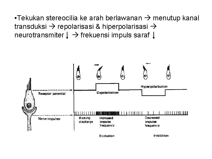  • Tekukan stereocilia ke arah berlawanan menutup kanal transduksi repolarisasi & hiperpolarisasi neurotransmiter