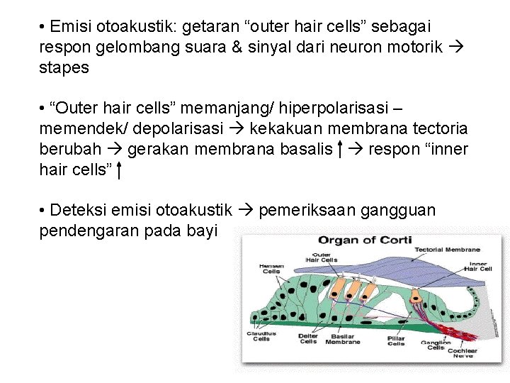  • Emisi otoakustik: getaran “outer hair cells” sebagai respon gelombang suara & sinyal