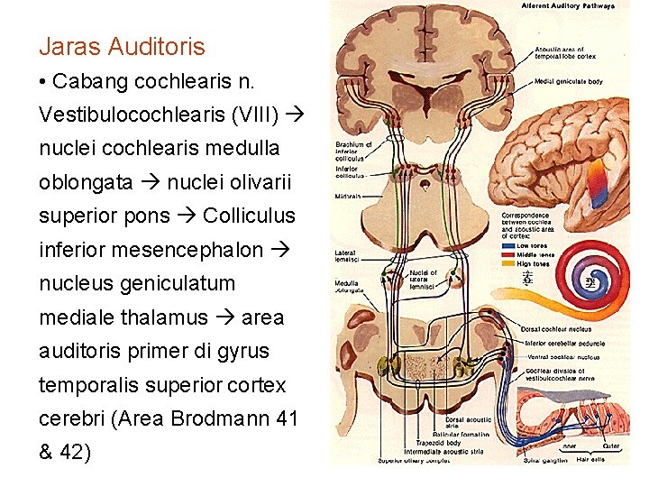 Jaras Auditoris • Cabang cochlearis n. Vestibulocochlearis (VIII) nuclei cochlearis medulla oblongata nuclei olivarii