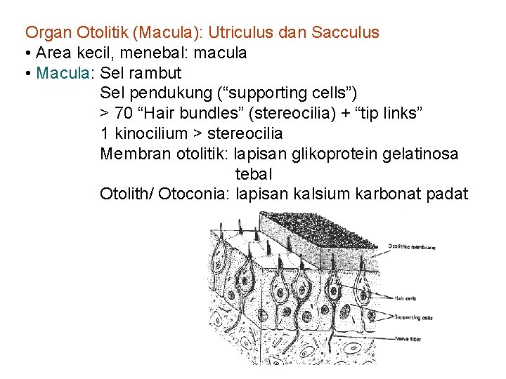 Organ Otolitik (Macula): Utriculus dan Sacculus • Area kecil, menebal: macula • Macula: Sel