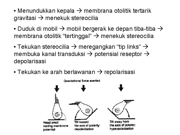  • Menundukkan kepala membrana otolitik tertarik gravitasi menekuk stereocilia • Duduk di mobil