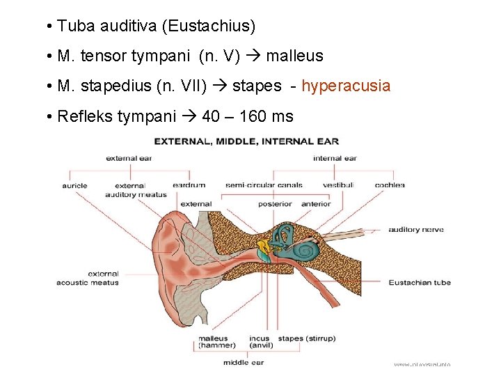  • Tuba auditiva (Eustachius) • M. tensor tympani (n. V) malleus • M.