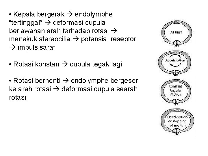  • Kepala bergerak endolymphe “tertinggal” deformasi cupula berlawanan arah terhadap rotasi menekuk stereocilia