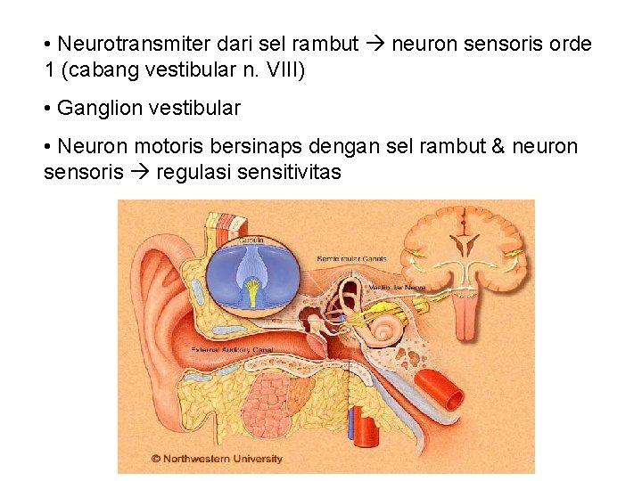  • Neurotransmiter dari sel rambut neuron sensoris orde 1 (cabang vestibular n. VIII)