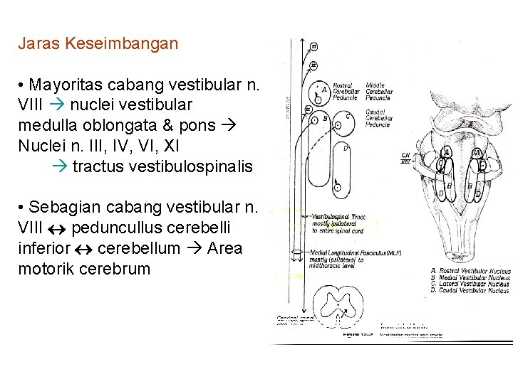 Jaras Keseimbangan • Mayoritas cabang vestibular n. VIII nuclei vestibular medulla oblongata & pons