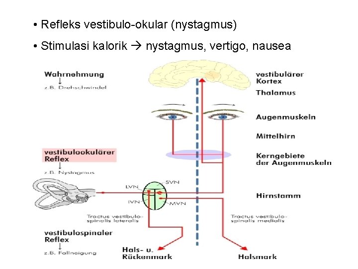  • Refleks vestibulo-okular (nystagmus) • Stimulasi kalorik nystagmus, vertigo, nausea 