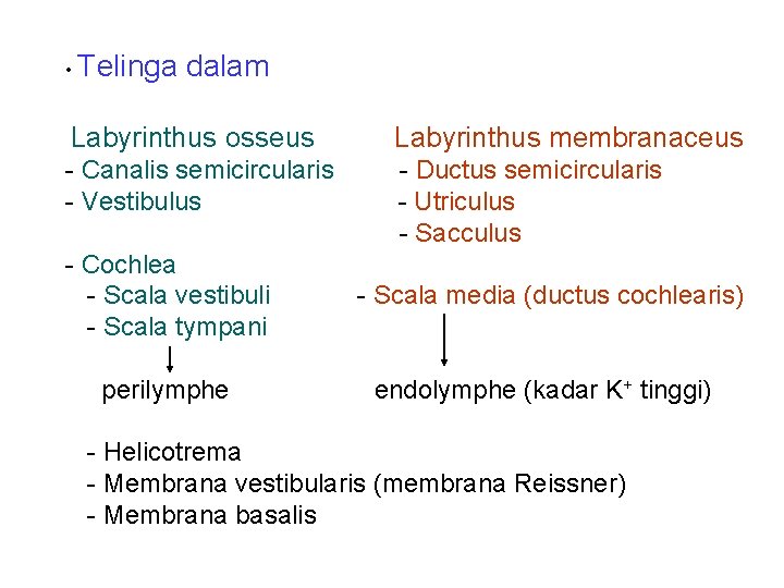  • Telinga dalam Labyrinthus osseus Labyrinthus membranaceus - Canalis semicircularis - Ductus semicircularis