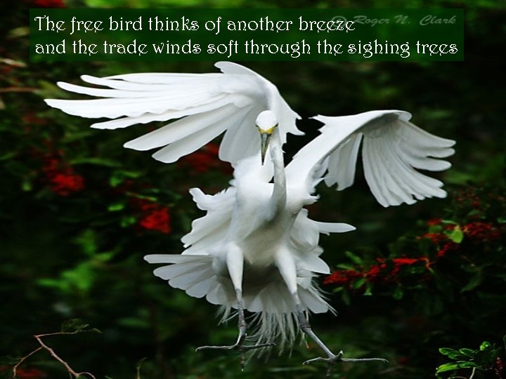 The free bird thinks of another breeze and the trade winds soft through the