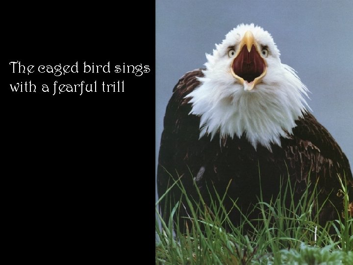 The caged bird sings with a fearful trill 