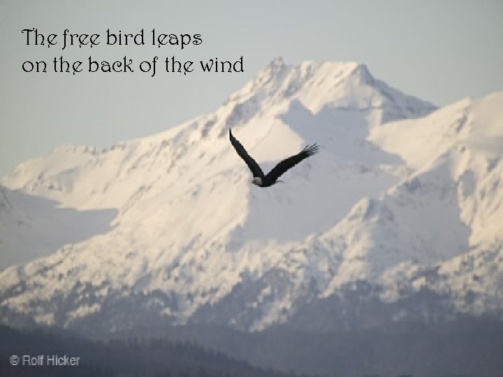 The free bird leaps on the back of the wind 