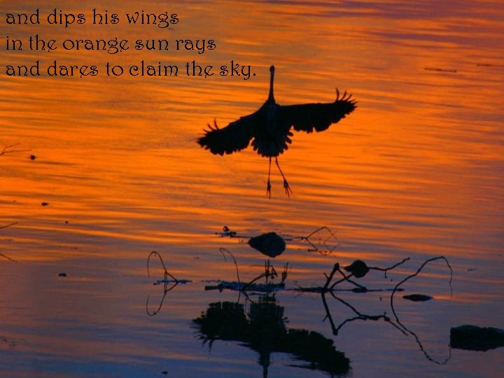 and dips his wings in the orange sun rays and dares to claim the