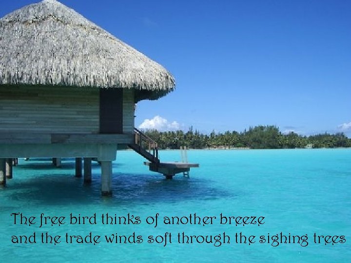 The free bird thinks of another breeze and the trade winds soft through the