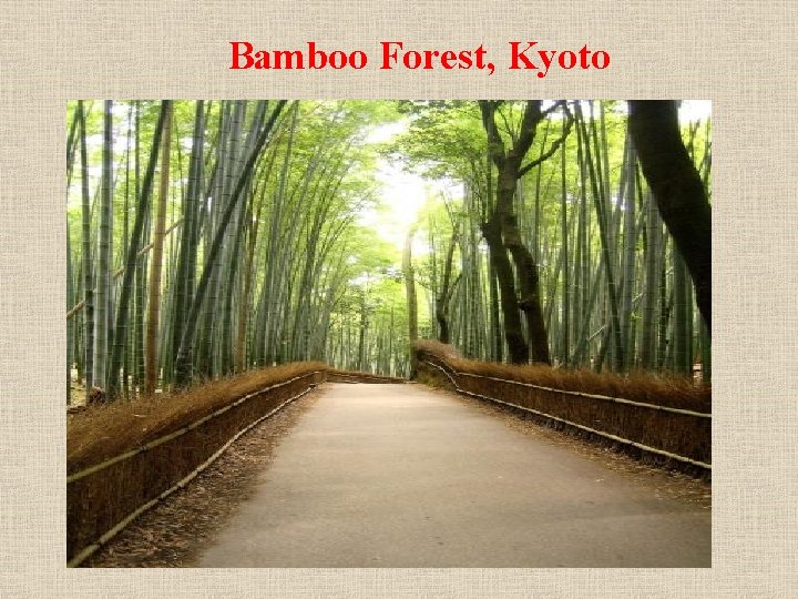 Bamboo Forest, Kyoto 