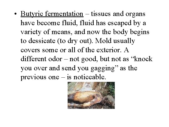  • Butyric fermentation – tissues and organs have become fluid, fluid has escaped